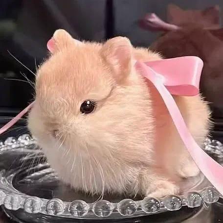 Bunny.